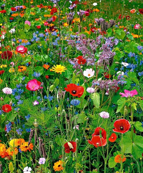 kevään kukat kuvat puutarhan kukat puutarha ja maisema