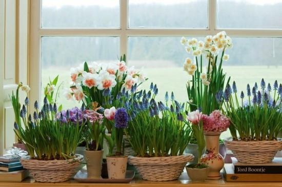 kevään kukat ikkunalaudan koristelu