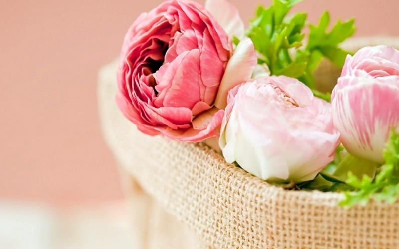 kevätkukat ranunculus vaaleanpunainen sisal
