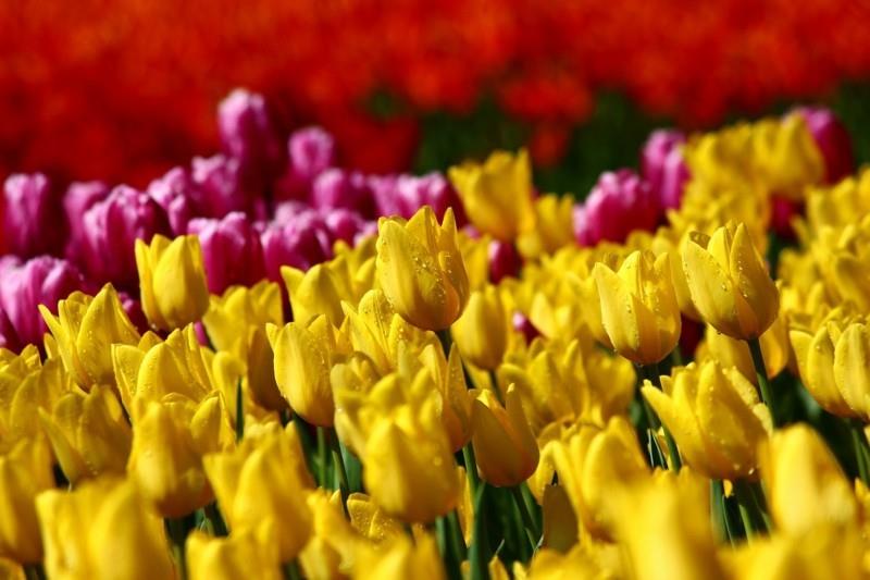 kevätkukat tulppaanit keltainen vaaleanpunainen