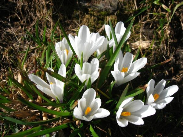 kevätkasvit terassi parveke kasvi valkoisia krookuksia