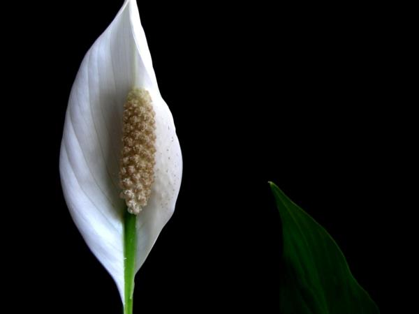 Peace Lily Blossom Valkoinen ruukkukasvi