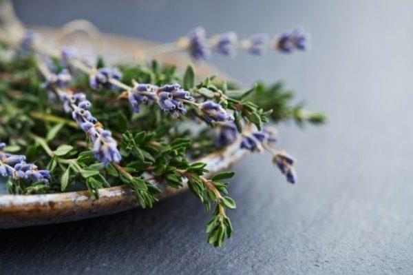Laventeli tuoreiden kukkien ruukussa valmistaa itse laventeliöljyä