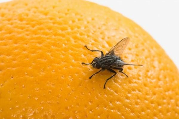 hedelmäkärpäsloukku tee oma hedelmä lentää appelsiinilla