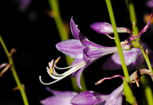 funkie bloom puutarhakasvit violetti