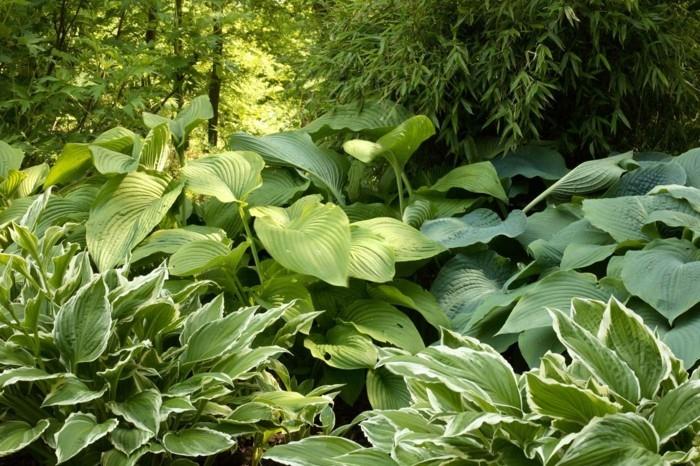 funkien hosta varjostavat maanpeiton kasveja