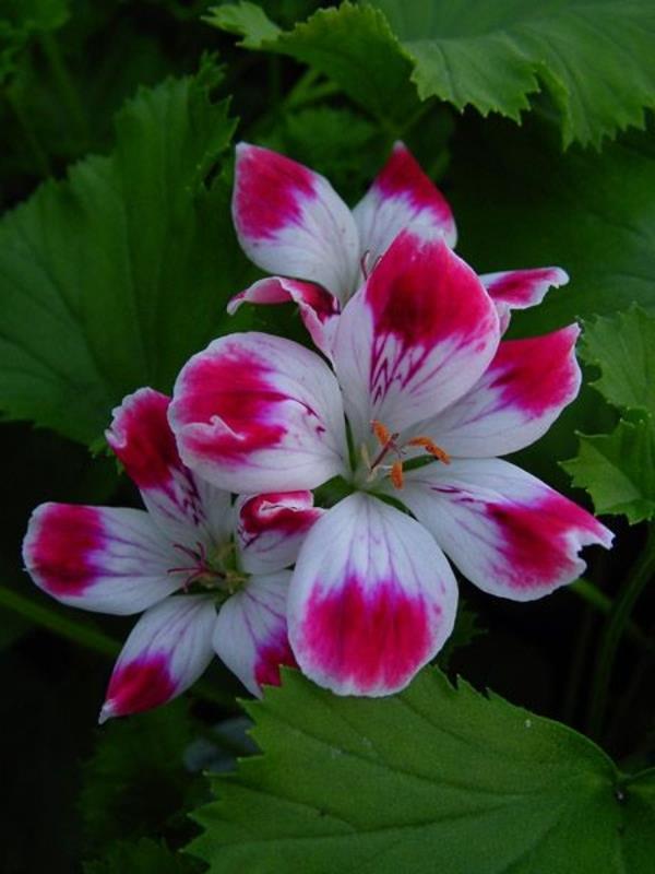 garanium pelargonium puutarhakasvit kukat vaaleanpunainen valkoinen