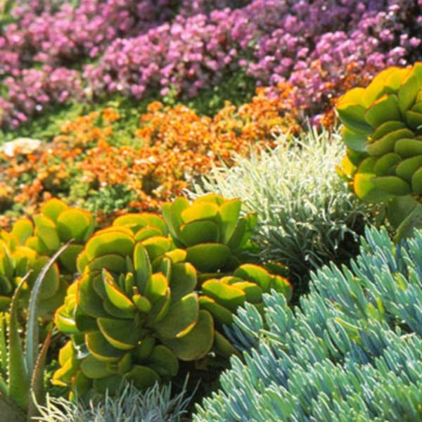 Puutarha maisema xeriscaping kukkia