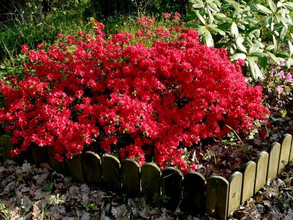 puutarha istutus pensas Azalea Indica puutarhanhoito puutarhakalenteri