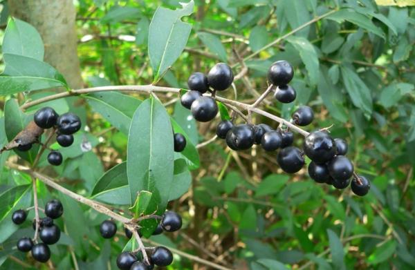 designpuutarha Ligustrum vulgare -hedelmät