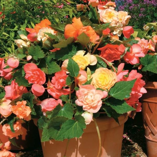 Puutarhasuunnittelu begonia -kasvien ruukut deco -ideoita