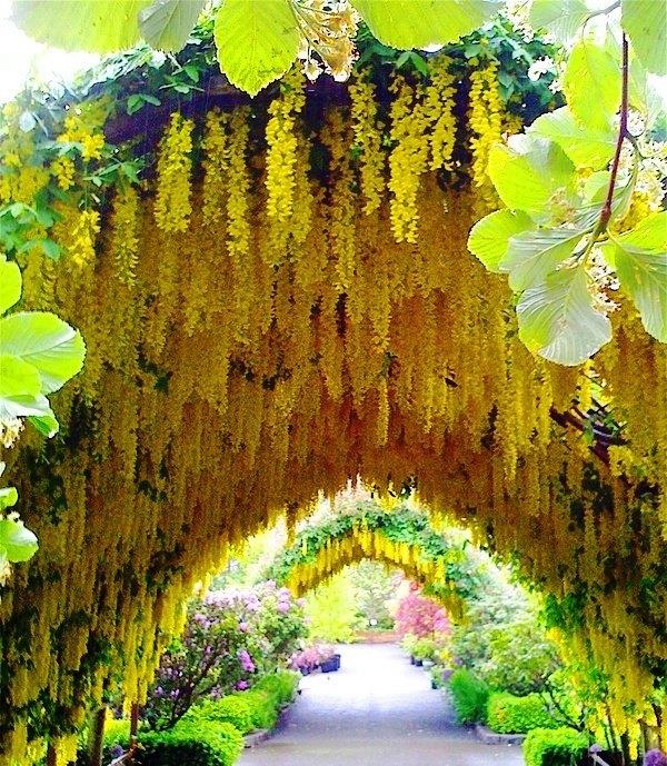 puutarha suunnittelu keltainen holvi kukkia