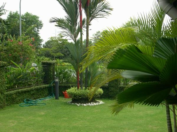 puutarhakuvia ideoita palmuja eksoottisia moderneja puutarhan suunnitteluideoita