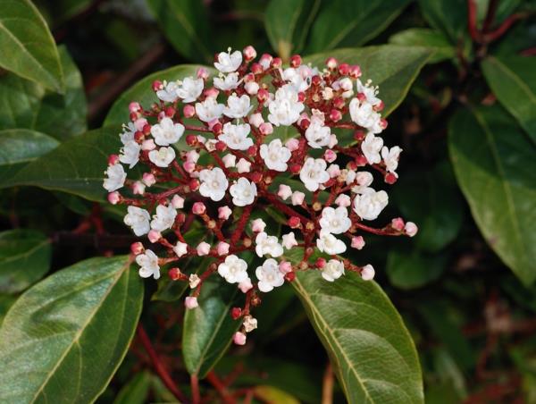 design puutarhakasvit viburnum kukat