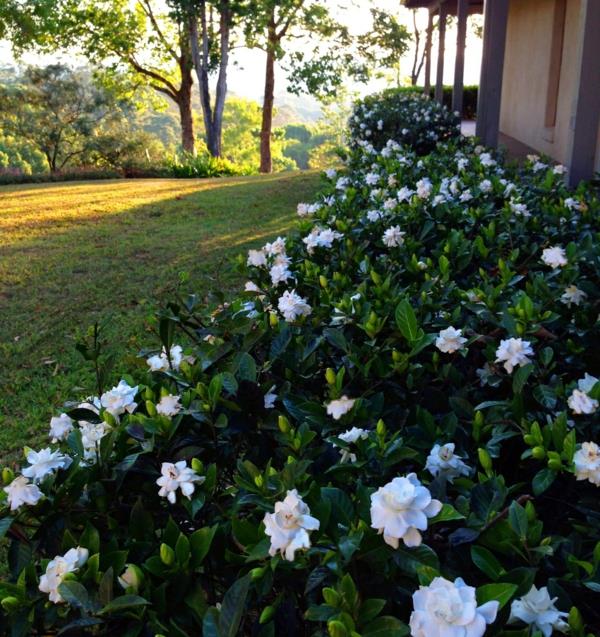puutarhan suunnittelu kasvit gardenia pensas