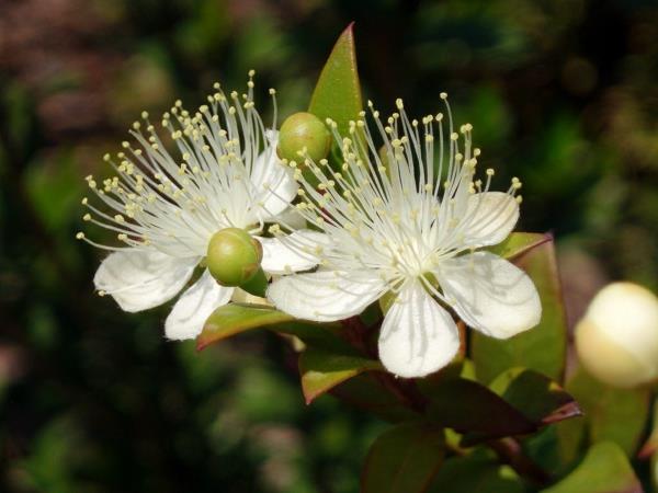 puutarha -aita Myrtus communis