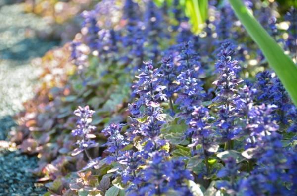 puutarhan vehreys Ajuga reptans kukkiva maanpeite