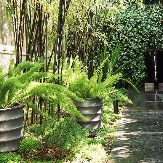 puutarha piha perustaminen siirtyminen bambu kasvit vihreä tuore