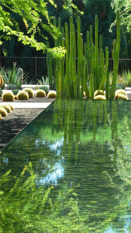 Puutarhaideoita kaktukset puutarha suunnittelu vesi puutarha lampi