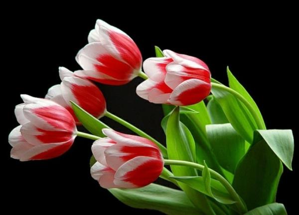 puutarhakasvit kukat tulppaanit punainen valkoinen