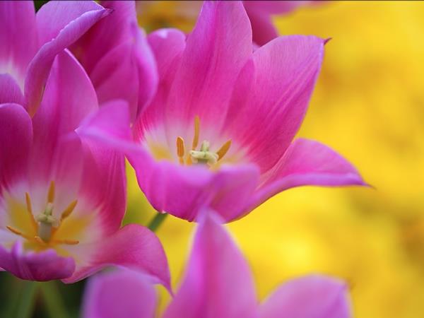 puutarhakasvit tulppaanit violetit kukat