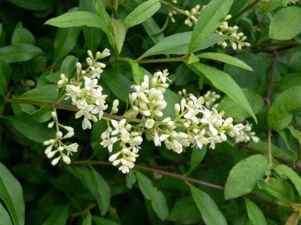 puutarhakasvit aita Ligustrum vulgare