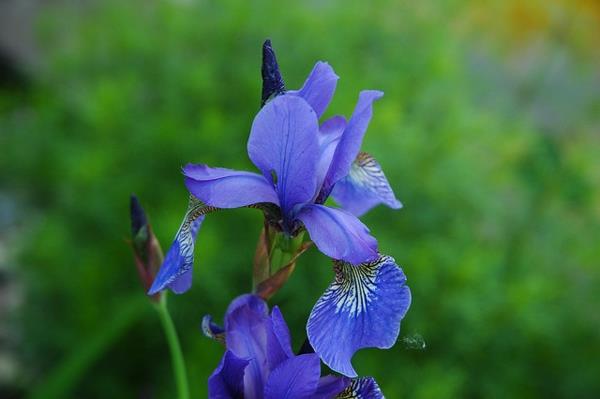 puutarha sadevesi sininen iiris kukkia kasvi