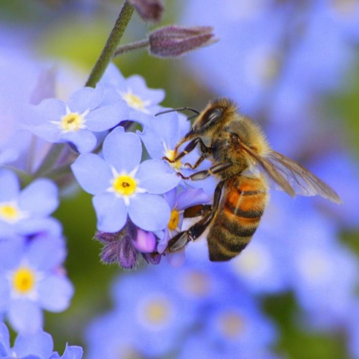 puutarhatrendit kesä 2018 puutarhanhoitovinkit mehiläisten unohtamattomat