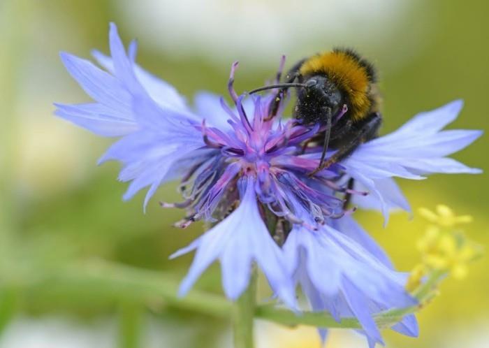 puutarha trendit kesä 2018 puutarhavinkit mehiläinen