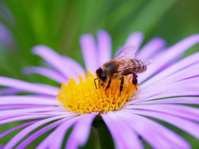 puutarhatrendit kesä 2018 puutarhanhoitovinkit mehiläisystävälliset kasvit margerite