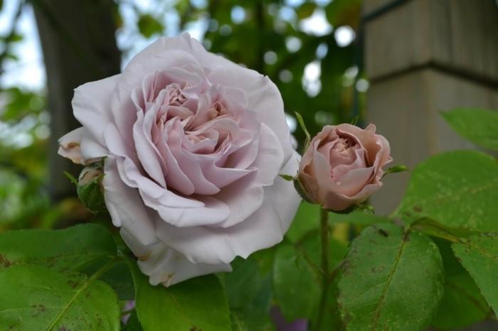puutarhatrendit kesä 2018 puutarhanhoitovinkit sairaita ruusuja