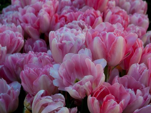 puutarhanhoito ja maisemointi puutarhanhoitoideoita kevätkukkia tulppaanit