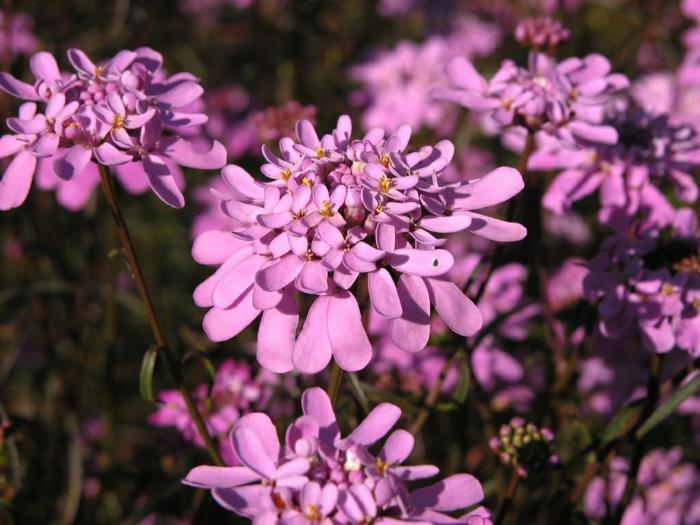 Kaunista puutarhan kukkia Iberis umbellata violetit kukat
