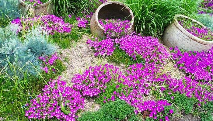 kaunista puutarha tuore puutarhasuunnittelu maapeite violetit kukat