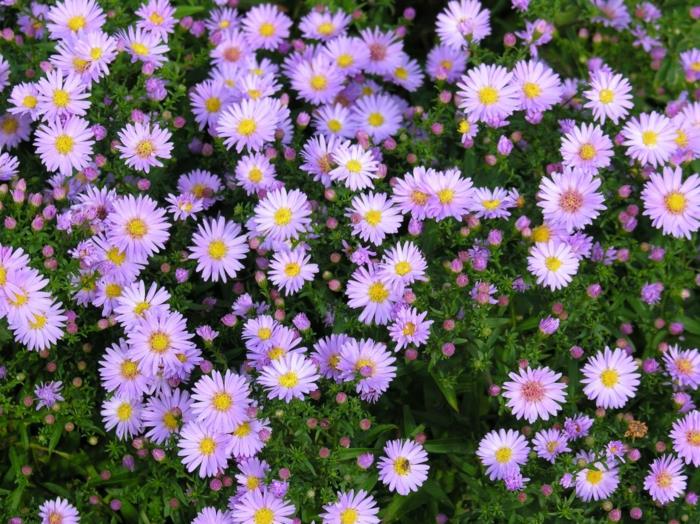 Kaunista puutarhatyyny aster Aster Dumosus