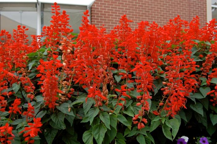 Kaunista puutarhan salvia punaisia ​​kukkia