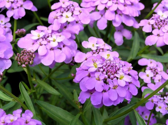 Kaunista puutarhan karkkia Iberis umbellata