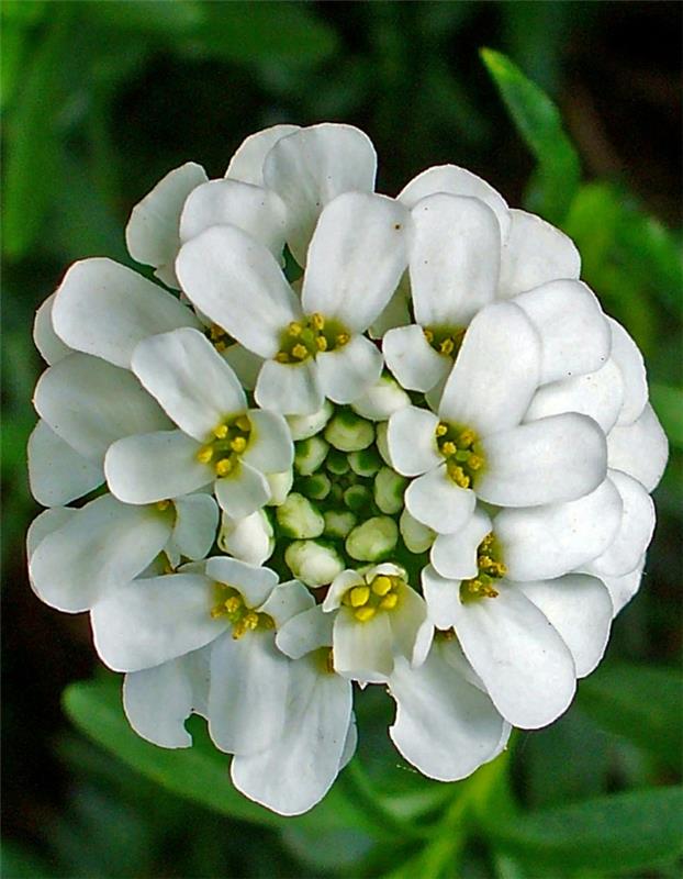 kaunista puutarha candytuft iberis sempervirens kukkii valkoisena