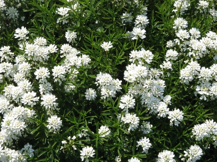 kaunistaa puutarha candytuft iberis sempervirens