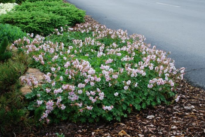 puutarha kaunistaa kauniita puutarhaideoita geranium