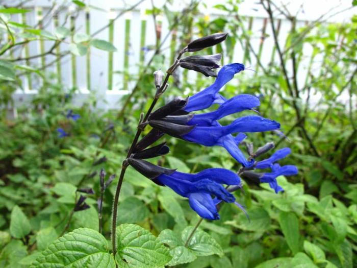 puutarha kaunistaa kesäkukkia salvia sininen