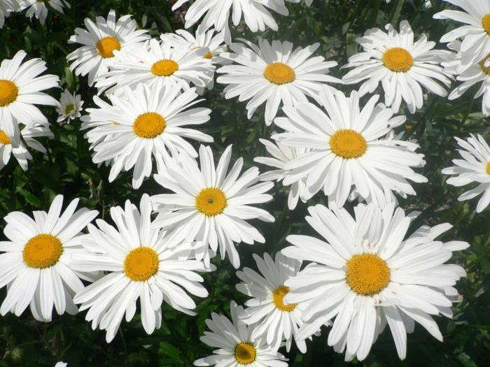 puutarhakukat niitty marguerite kauniita puutarhakukkia puutarhaideoita