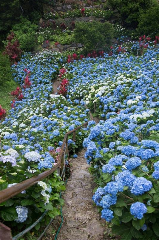 puutarhan kukat siniset hortensiat virkistävät ulkona