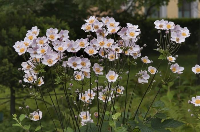 puutarhan kukat syksyn anemones pehmeissä sävyissä