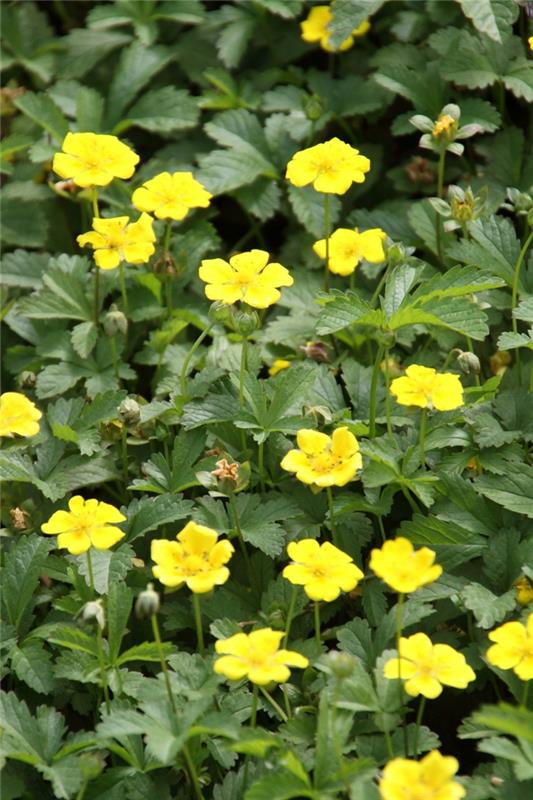puutarha kukka ideoita kesä kulta cinquefoil