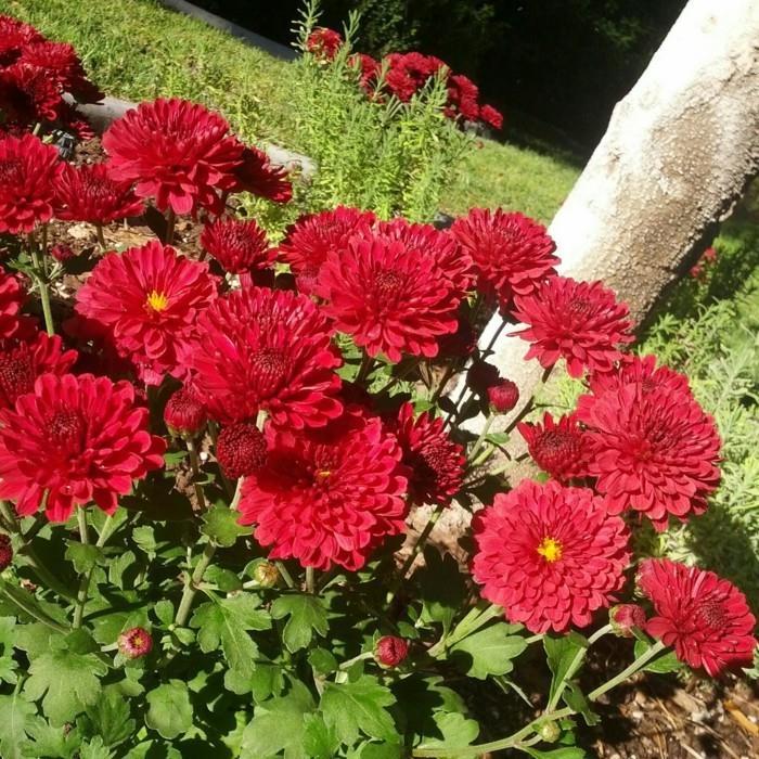 puutarhakukat kauniit punaiset krysanteemit kiinnittävät huomion itseensä