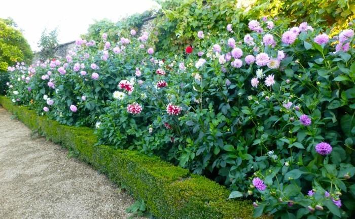 puutarhan kukat monet daaliat vangitsevat silmän