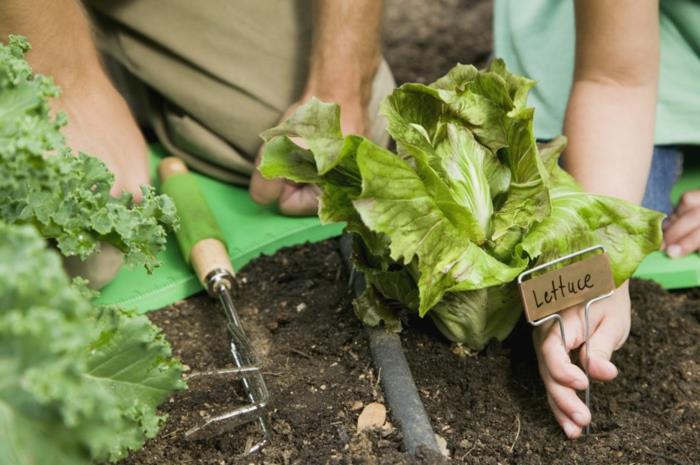 puutarhakeskus puutarhanhoito puutarhanhoito kasvavat salaatit muovikäsineet