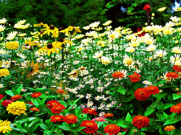 puutarhan suunnittelu puutarhakasvit värilliset kukat