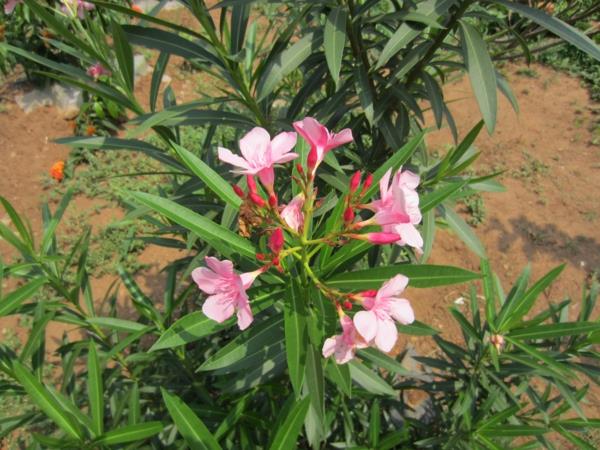puutarhasuunnittelu puutarhakasvit oleander hoito